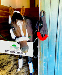 Blinkers and Shadow Roll worn by HOT ROD CHARLIE - Auction Ended